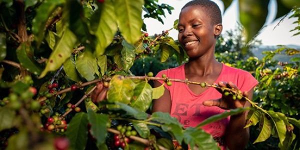 Nespresso Unveils Plan To Revive Zimbabwe’s Coffee Industry