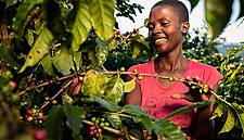 Nespresso Unveils Plan To Revive Zimbabwe’s Coffee Industry