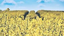 Rain To Help EU Rapeseed But Too Late To Avert French Area Drop
