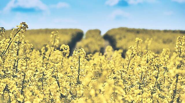 Food Supply Success In Pandemic Belies Wasteful Farm Policies, OECD Says