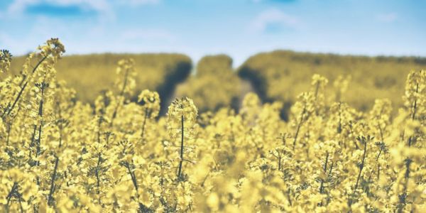 EU Rapeseed Harvest Begins With Modest Crop Expected