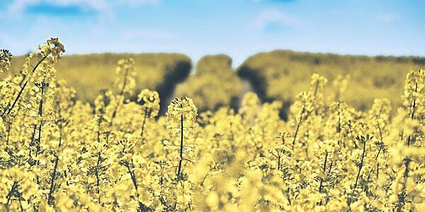 French Farmers Digging Up Rapeseed Fields After Damage: FranceAgriMer