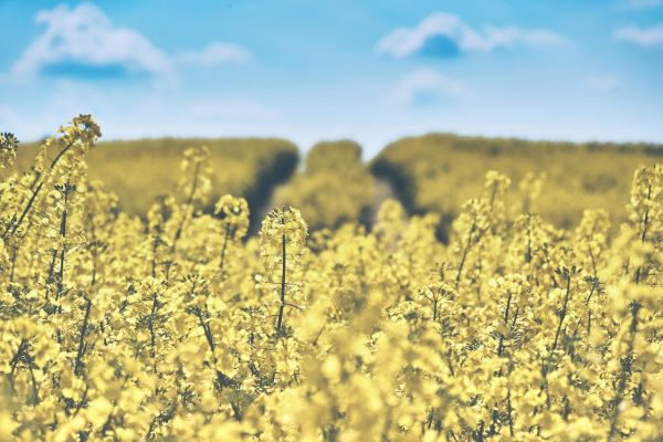Insects, Drought May Curb EU Rapeseed's Recovery From Sowing Troubles