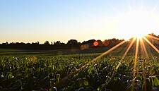Massive Maize Imports Keep EU Livestock Fed After Drought