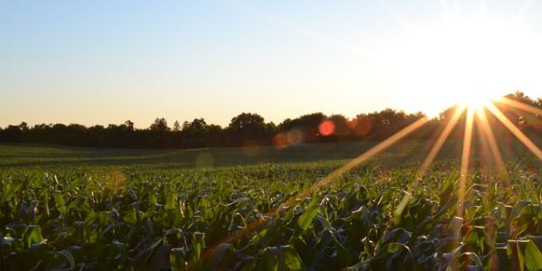 EU Farmers Start Maize Harvest After Torrid Summer