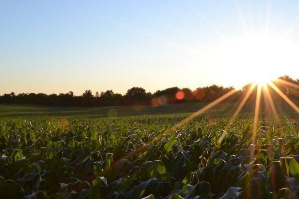 Massive Maize Imports Keep EU Livestock Fed After Drought