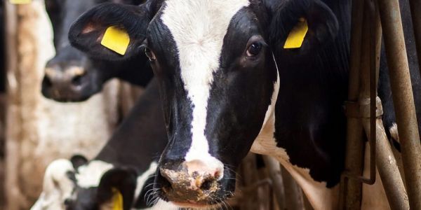 Aldi Milk Earns German Animal-Welfare Certificate