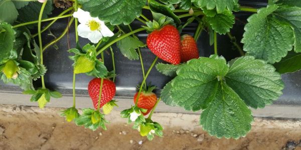 2018 Calinda Strawberry Season Has Early, Successful Start