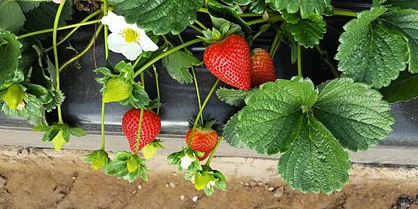 2018 Calinda Strawberry Season Has Early, Successful Start