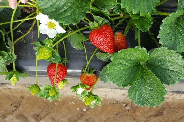2018 Calinda Strawberry Season Has Early, Successful Start