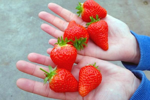 Earliest Ever British Strawberries Hit Supermarket Shelves