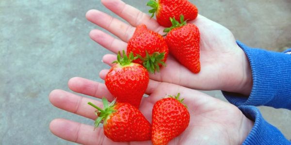 Irma Rolls Out First Danish Strawberries Of The Season