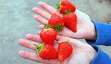 Irma Rolls Out First Danish Strawberries Of The Season