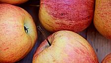 Fruit Mania Grips Chinese Speculators As 60 Billion Apples Trade