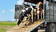 Argentina Ranchers Kill The Fatted Cow Amid Cash Crunch, Turn To China