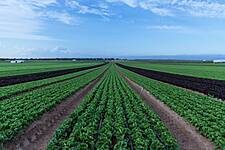 Murciana de Vegetales – Specialists In High-Quality Lettuce Varieties