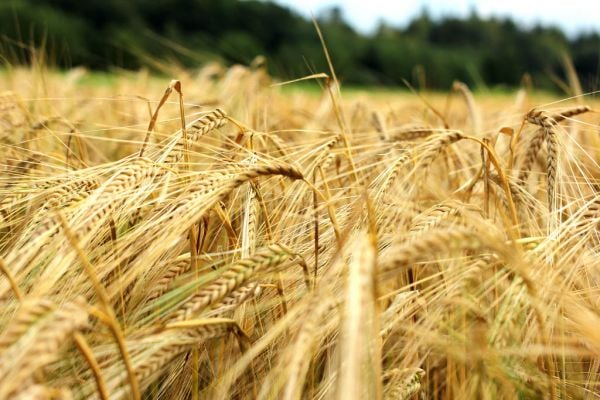 AB InBev-Backed EverGrain To Offer Sustainable, Plant-Based Barley Ingredients