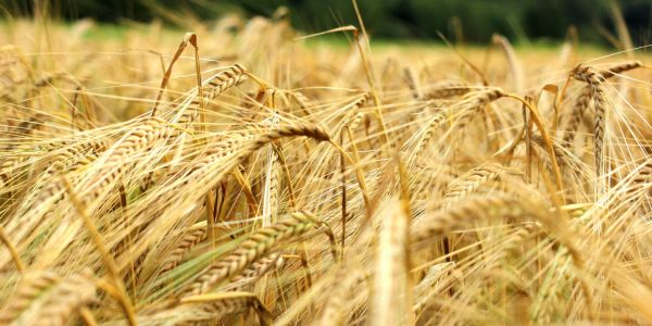 Brexit Uncertainty Hits Brewing Barley Sales To EU