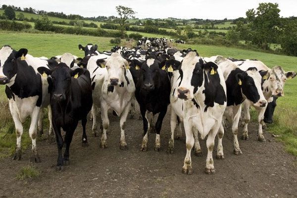 EU Agrees No-Deal Brexit Compensation For Irish Farmers: Report