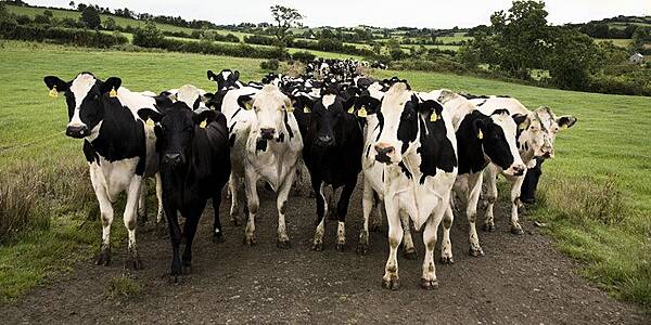 EU Agrees No-Deal Brexit Compensation For Irish Farmers: Report