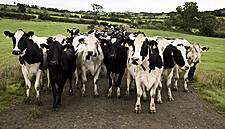 EU Agrees No-Deal Brexit Compensation For Irish Farmers: Report
