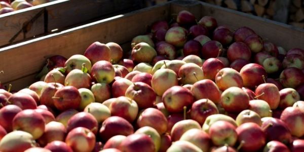 Germany's Edeka Introduces Certified Organic Apple Juice