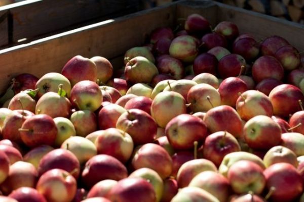 NorgesGruppen Expects Record Sales Of Norwegian Apples