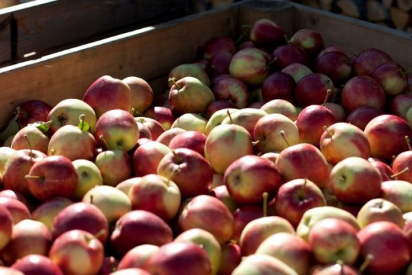 Germany's Edeka Introduces Certified Organic Apple Juice