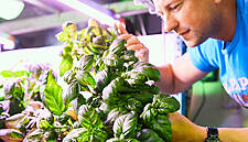 Financial Cost Of 'Vertical Farming' An Impediment To Sector's Expansion