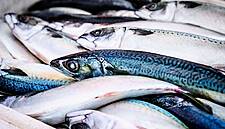 British PM Sold Out Fish In Brexit Trade Deal, Fishermen Say