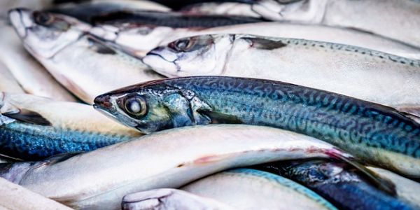 WTO 'On the Cusp' Of A Deal After 20 Years Of Fish Talks