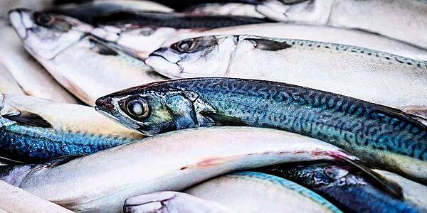 WTO States To Keep Talking After Missing Date To End Fish Subsidies