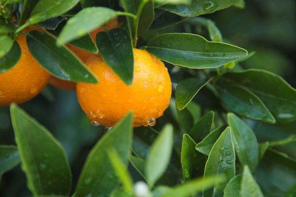 Orri Mandarin's Management System Sets Example For The Spanish Citrus Sector
