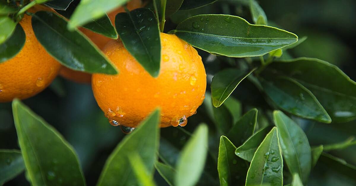 Orri Mandarin's Management System Sets Example For The Spanish Citrus ...