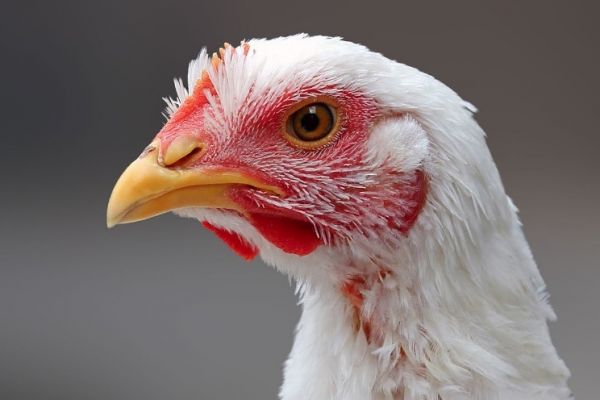 REWE Group, Albert Schweitzer Foundation Agree On Higher Minimum Standards For European Poultry