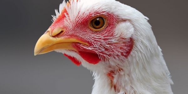 German Poultry Industry Rejects VAT Increase On Meat Products