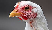 Germany's Apetito Joins Masthuhn-Initiative To Improve Chicken Welfare