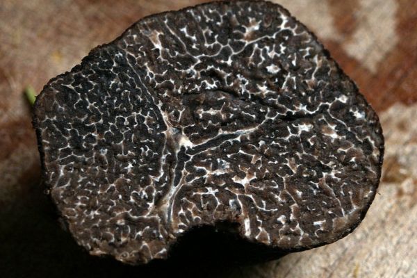 Climate Change Could Spell Trouble For Truffles, Expert Warns