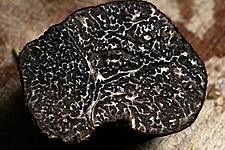 Climate Change Could Spell Trouble For Truffles, Expert Warns