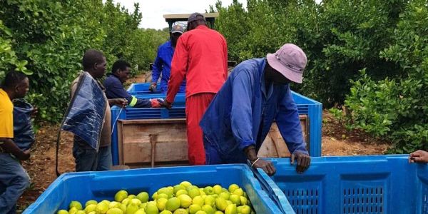 Improved South African Citrus For Jupiter Group
