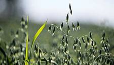 Raisio Cuts CO2 Emissions By 75%, Aims For Carbon Neutrality By 2023