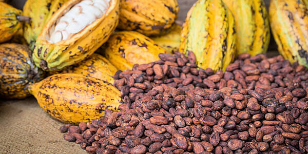 Ivory Coast Cocoa Outlook Good Despite Below-Average Rain: Farmers