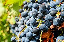 Treasury Wine Lowers Outlook, As US Tactics, Australian Fires Threaten Margins