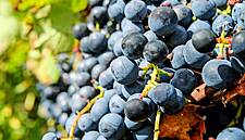 Chinese Wine Imports ‘Crash’ Due To Economic Slowdown, US Trade War