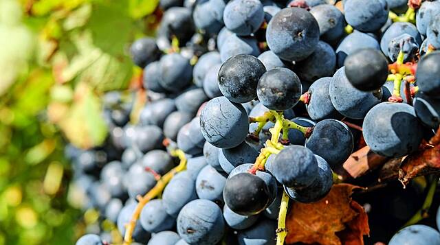 Treasury Wine Lowers Outlook, As US Tactics, Australian Fires Threaten Margins