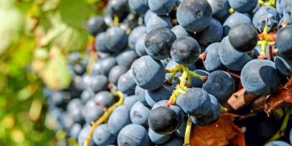 Australia's Treasury Wine H1 Profit Falls On US Competition