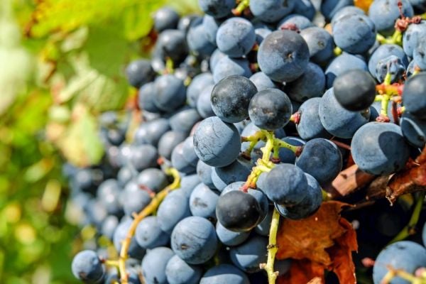 Portuguese Wine Exports Rise 8% to €925m In 2021