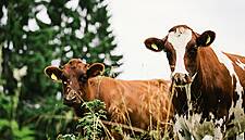 Valio Aiming To Develop Carbon-Neutral Dairy By 2035