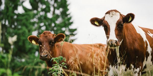 Been There, Dung That... Finnish Dairy Firm Turns To Cow Manure For Energy