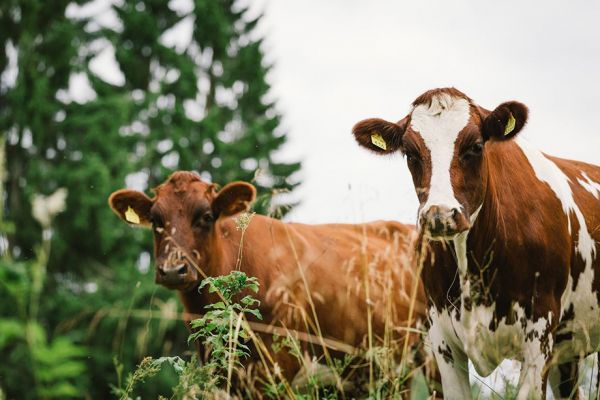 Been There, Dung That... Finnish Dairy Firm Turns To Cow Manure For Energy